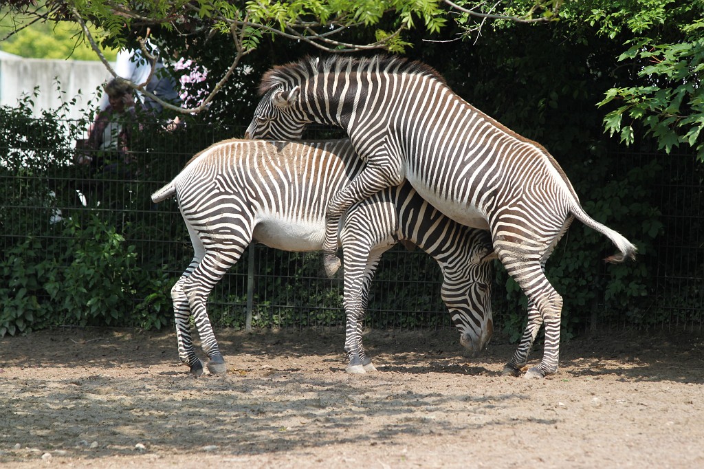 IMG_5518.JPG - Zebra  http://en.wikipedia.org/wiki/Zebra 