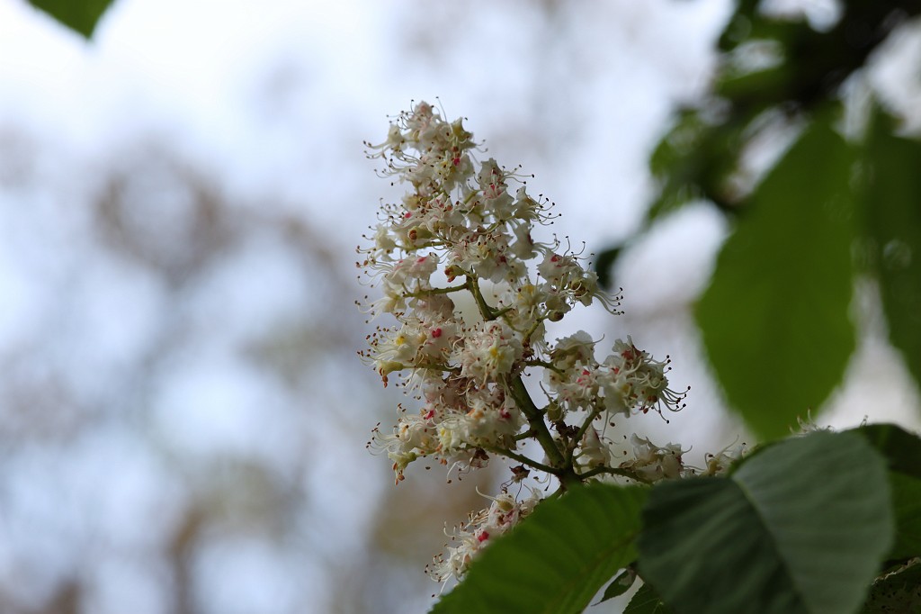 IMG_5582.JPG - Aesculus  http://en.wikipedia.org/wiki/Aesculus 