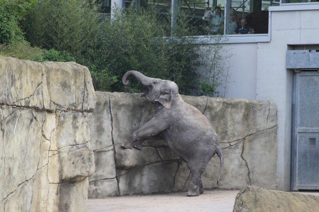 IMG_5594.JPG - Elephant