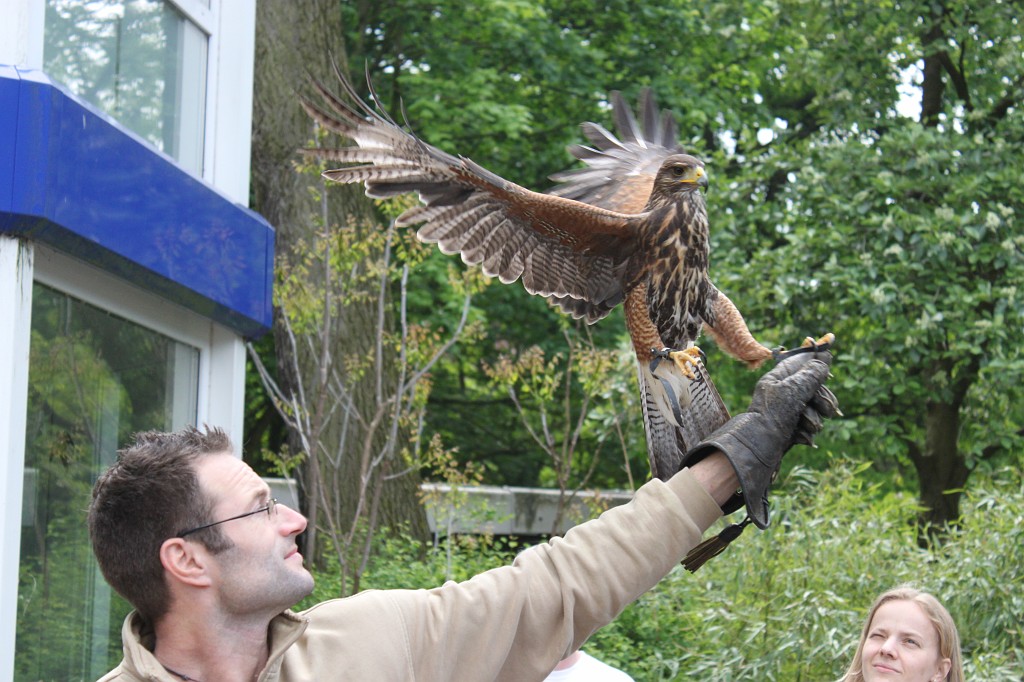 IMG_5637.JPG - bird of prey flight show