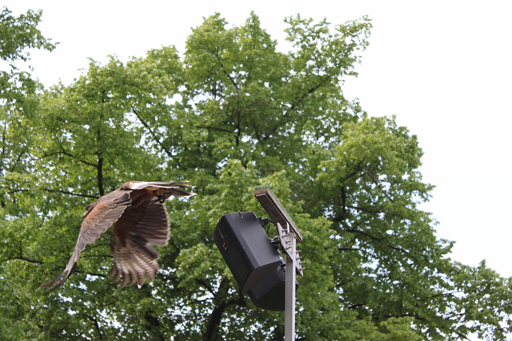 IMG_5642.JPG - bird of prey flight show