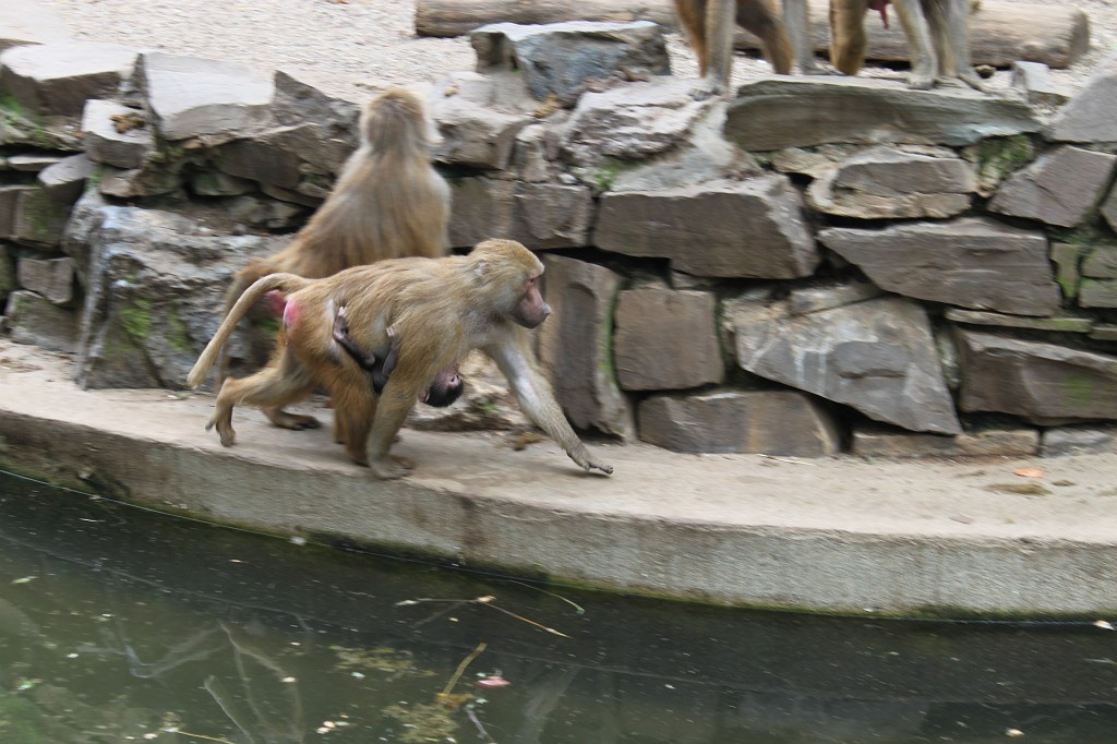 IMG_5660.JPG - Baboon  http://en.wikipedia.org/wiki/Baboon 