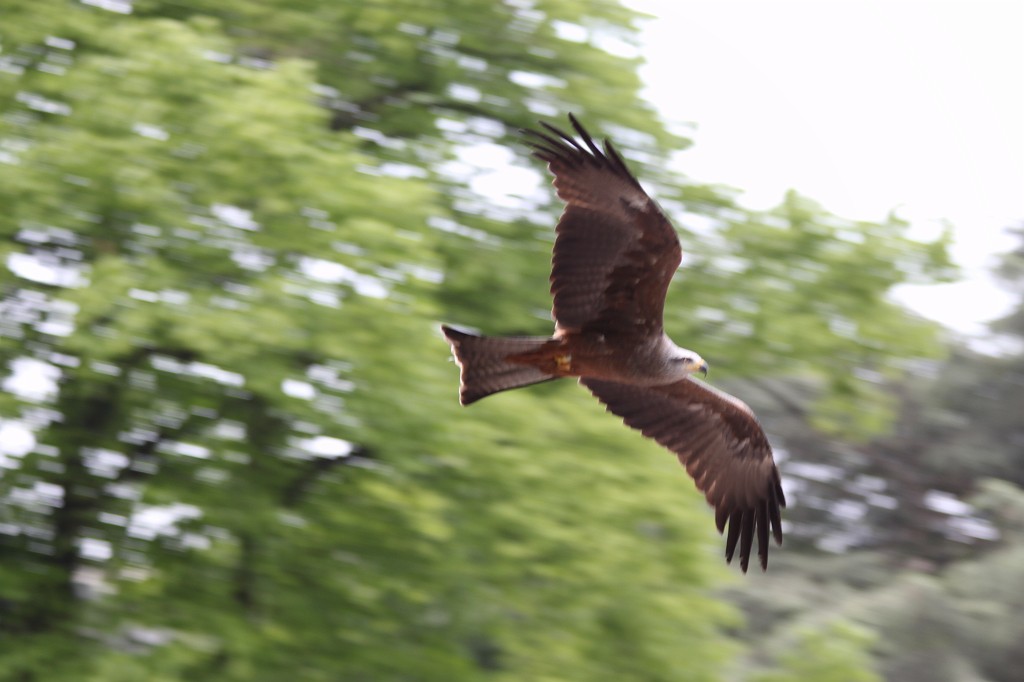 IMG_5672.JPG - bird of prey flight show