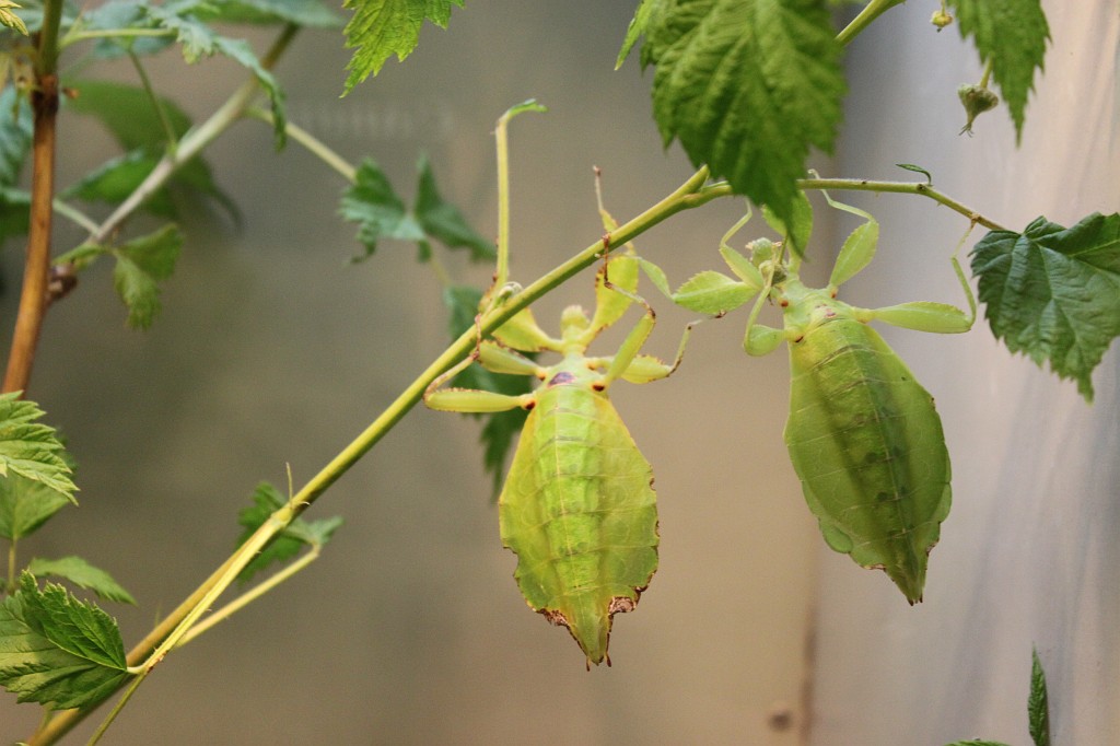IMG_5758.JPG - Walking leaves  http://en.wikipedia.org/wiki/Phylliidae 