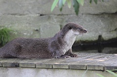Otter