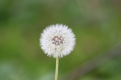 Common Dandelion