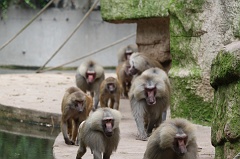 Baboon