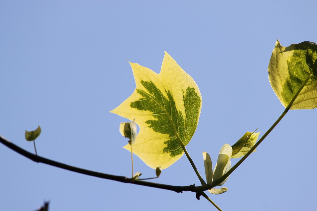 IMG_5780.JPG - Tulip tree leaf