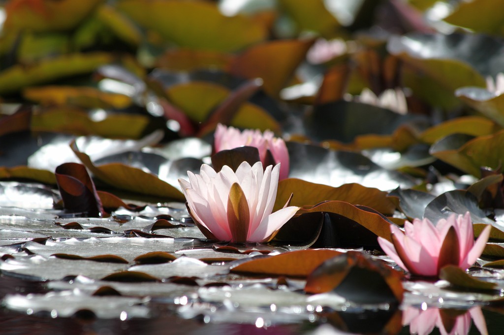 IMG_5783.JPG - Water Lilies  http://en.wikipedia.org/wiki/Nymphaeaceae 