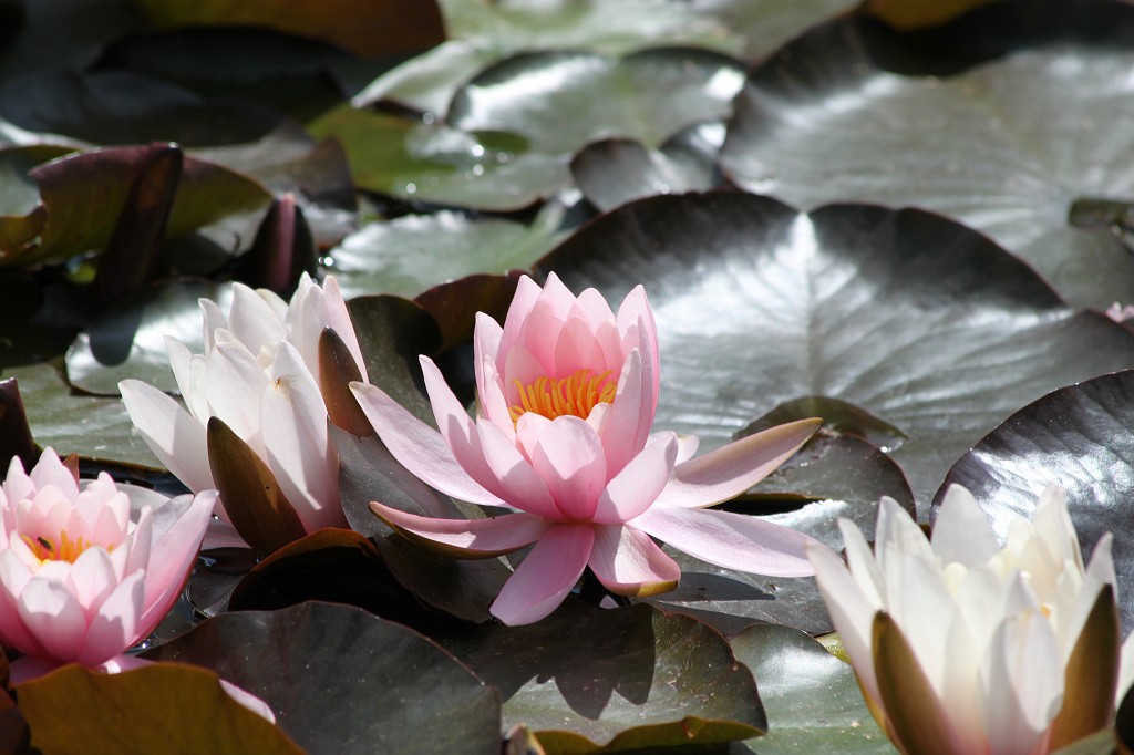 IMG_5784.JPG - Water Lilies  http://en.wikipedia.org/wiki/Nymphaeaceae 