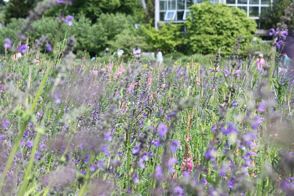 IMG_5791.JPG - Flower Meadow