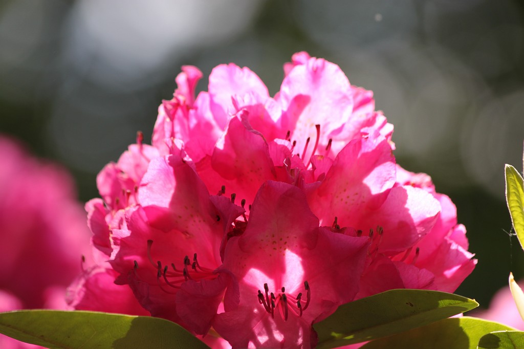 IMG_5799.JPG - Blooming Flower