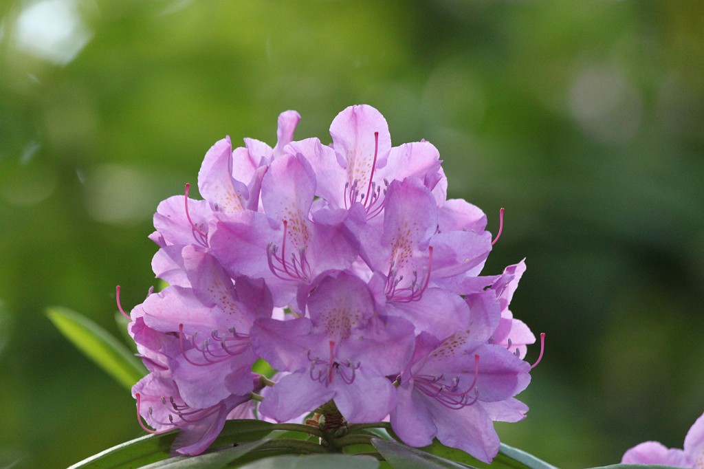 IMG_5804.JPG - Blooming Flower