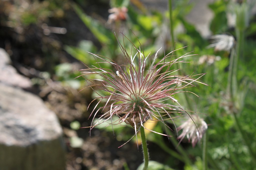 IMG_5816.JPG - Flower