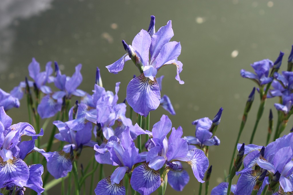 IMG_5859.JPG - Flower