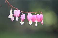 Bleeding Heart