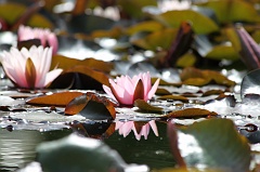 Water Lilies