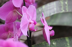 Orchid