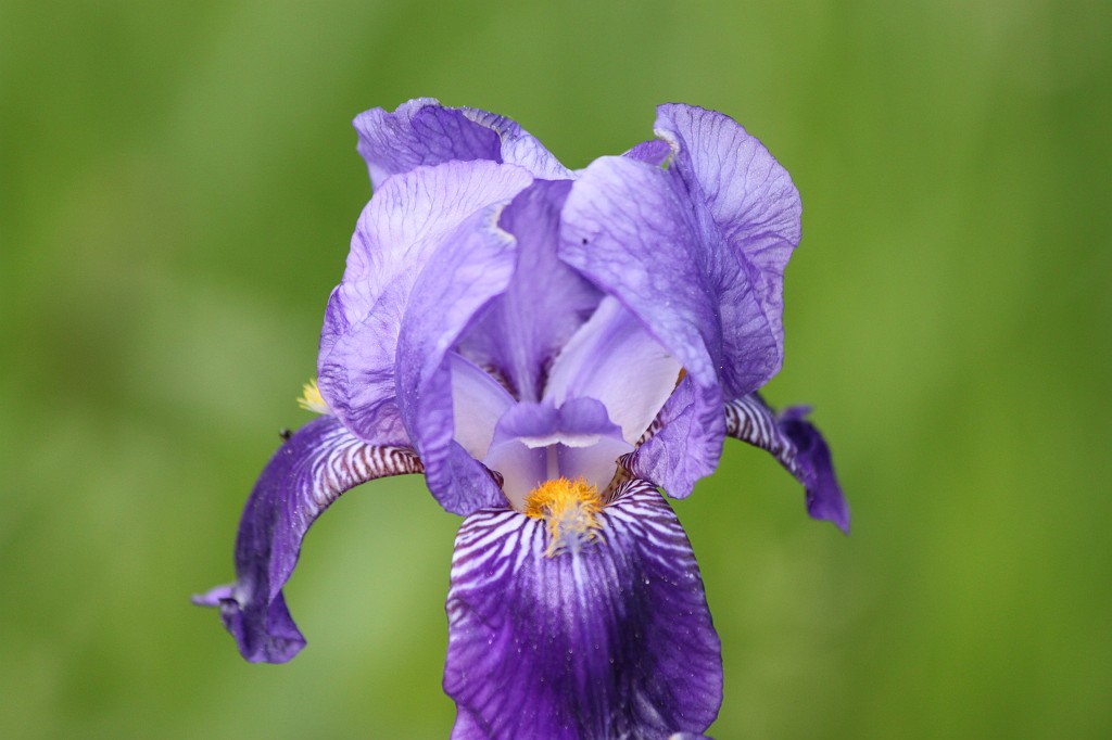 IMG_5890.JPG - Flower