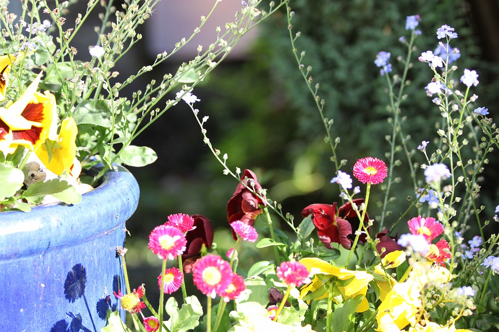 IMG_6092.JPG - Flowers