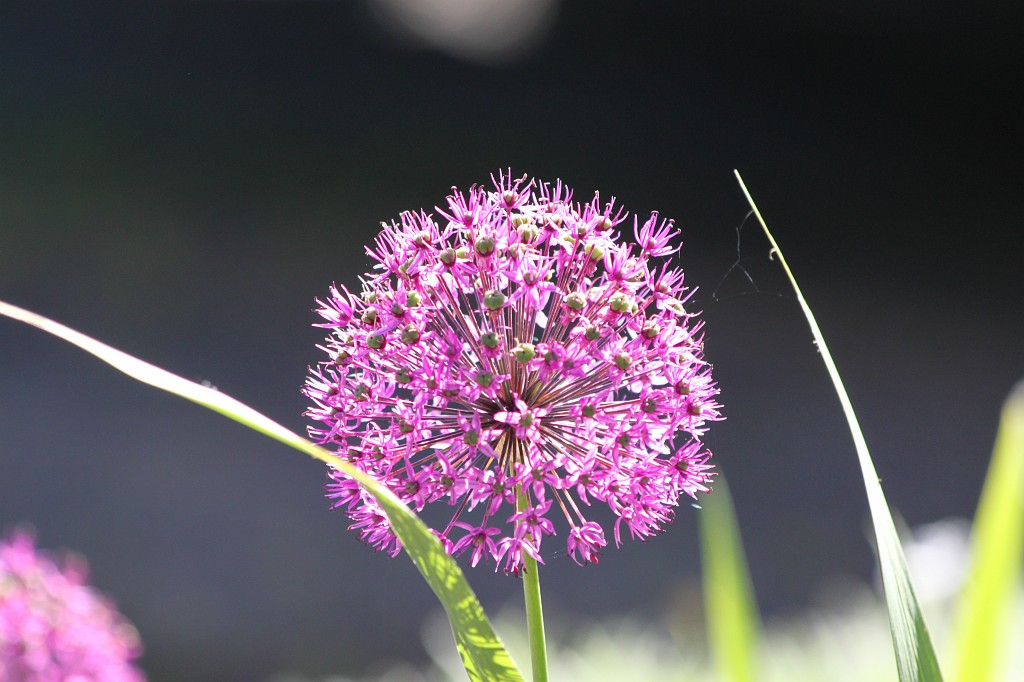 IMG_6095.JPG - Flower