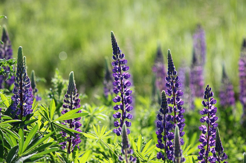 IMG_6101.JPG - Lupins  http://en.wikipedia.org/wiki/Lupin 