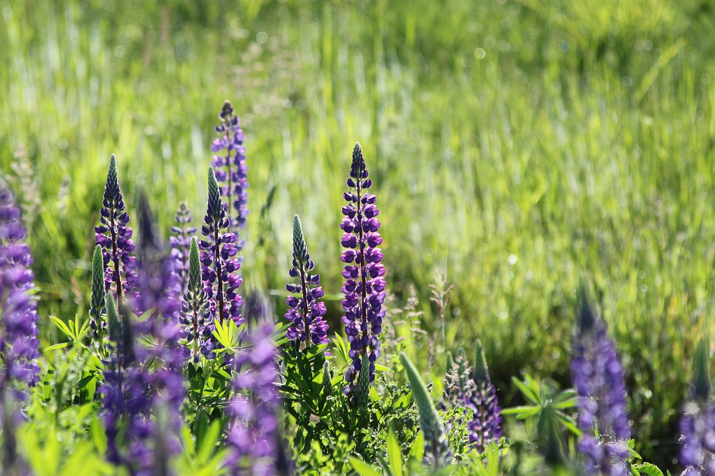 IMG_6102.JPG - Lupins  http://en.wikipedia.org/wiki/Lupin 