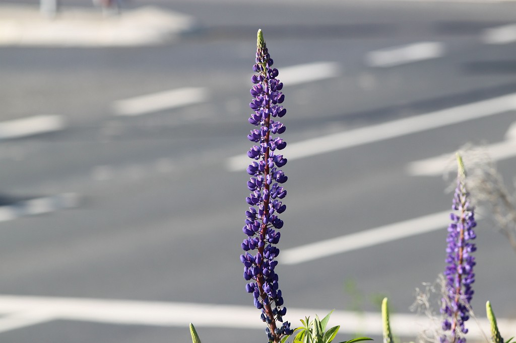 IMG_6112.JPG - Lupins  http://en.wikipedia.org/wiki/Lupin 