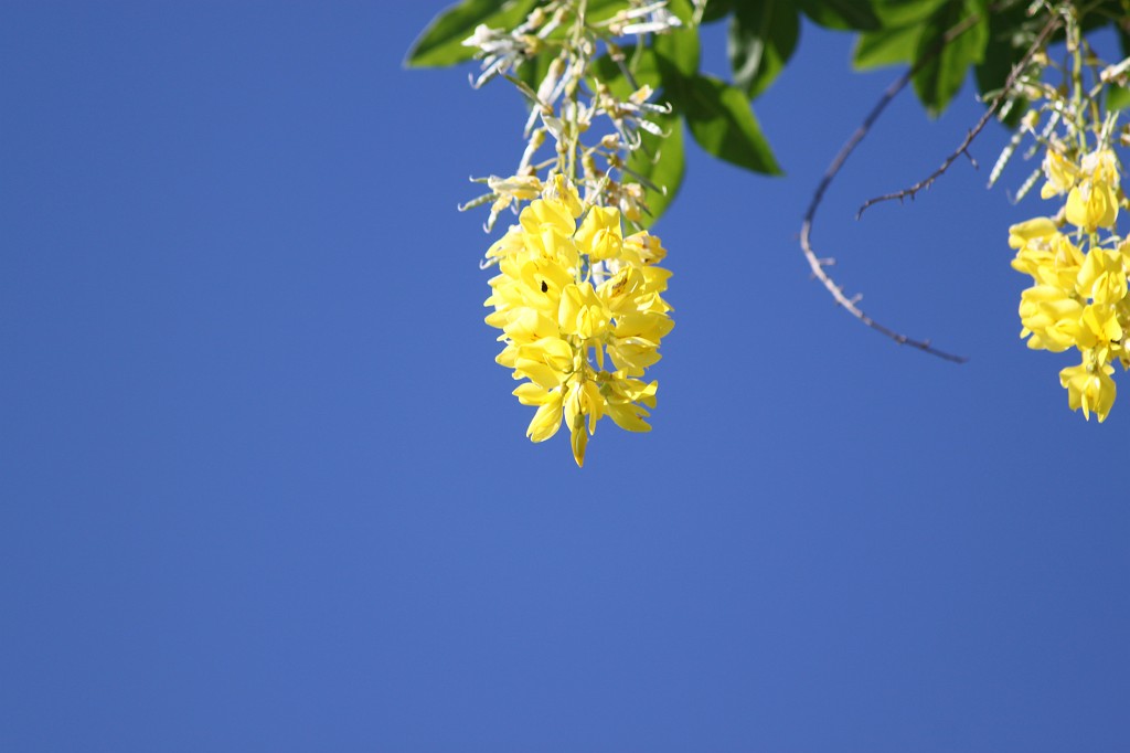 IMG_6115.JPG - Golden Chain  http://en.wikipedia.org/wiki/Laburnum 
