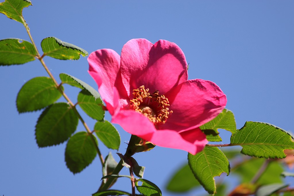 IMG_6124.JPG - Flower