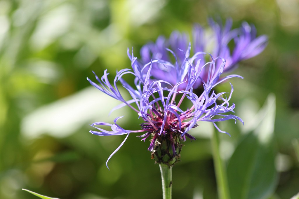 IMG_6129.JPG - Cornflower  http://en.wikipedia.org/wiki/Cornflower 