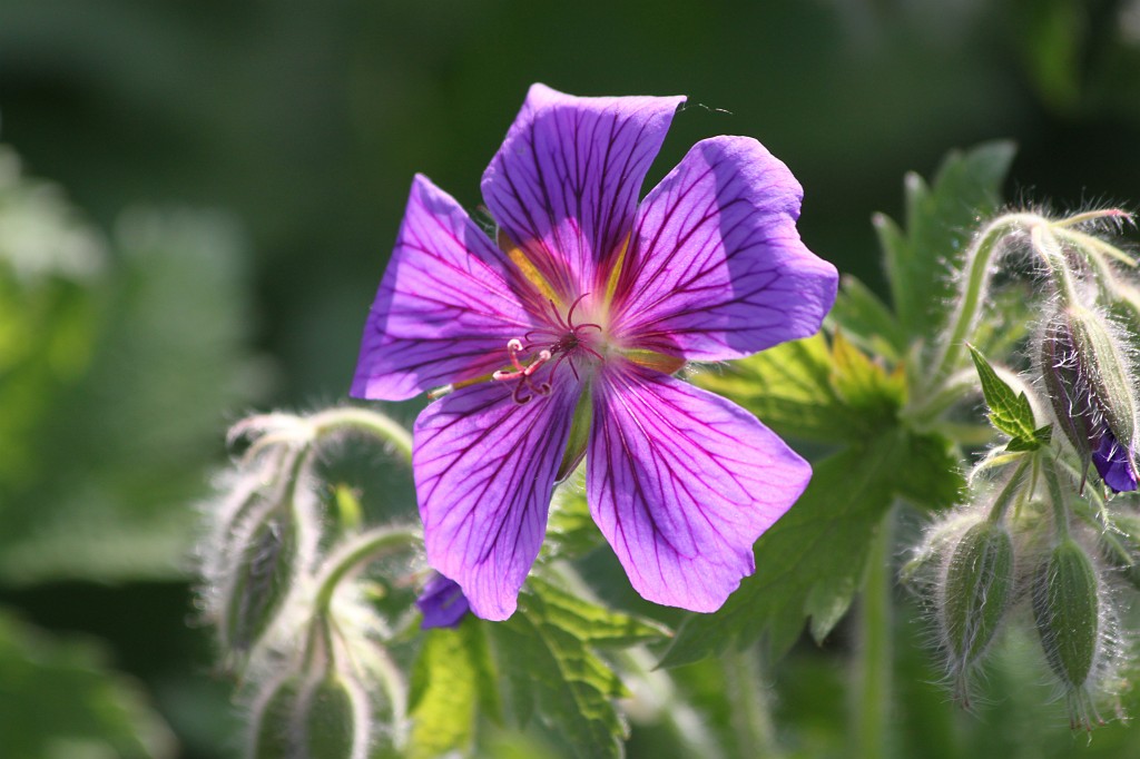 IMG_6130.JPG - Flower