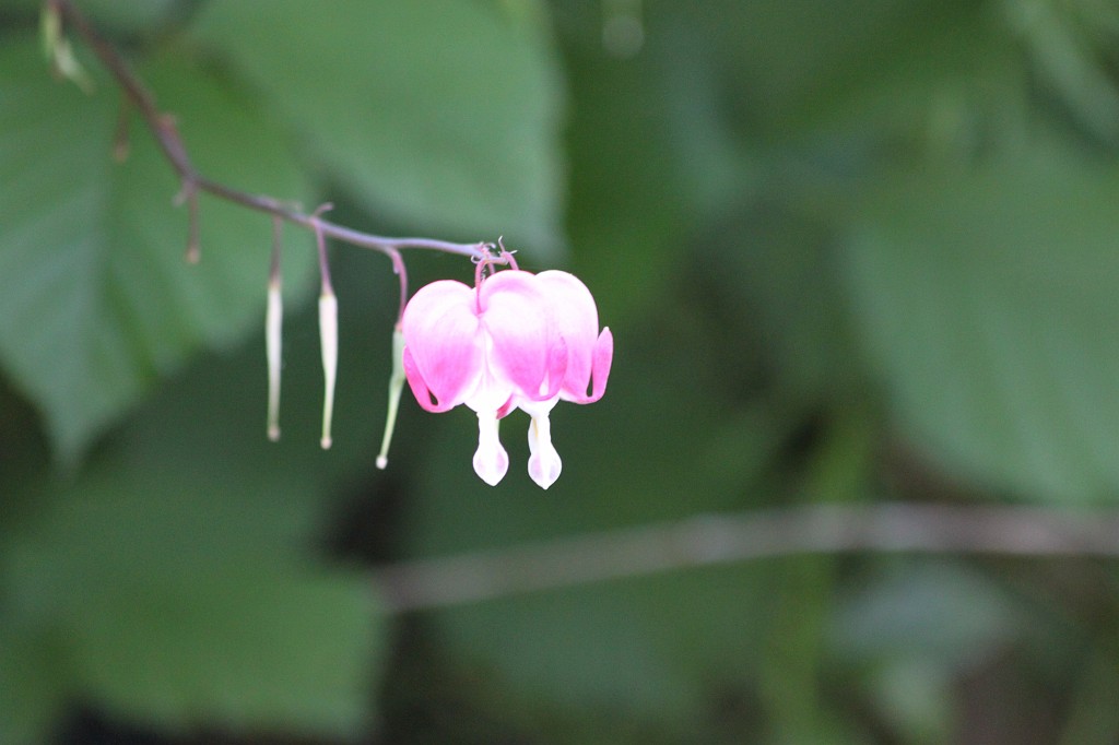 IMG_6135.JPG - Bleeding-heart  http://en.wikipedia.org/wiki/Lamprocapnos_spectabilis 
