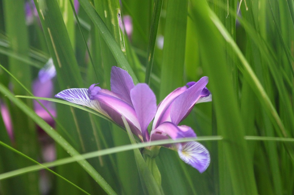 IMG_6137.JPG - Iris  http://en.wikipedia.org/wiki/Iris_(plant) 