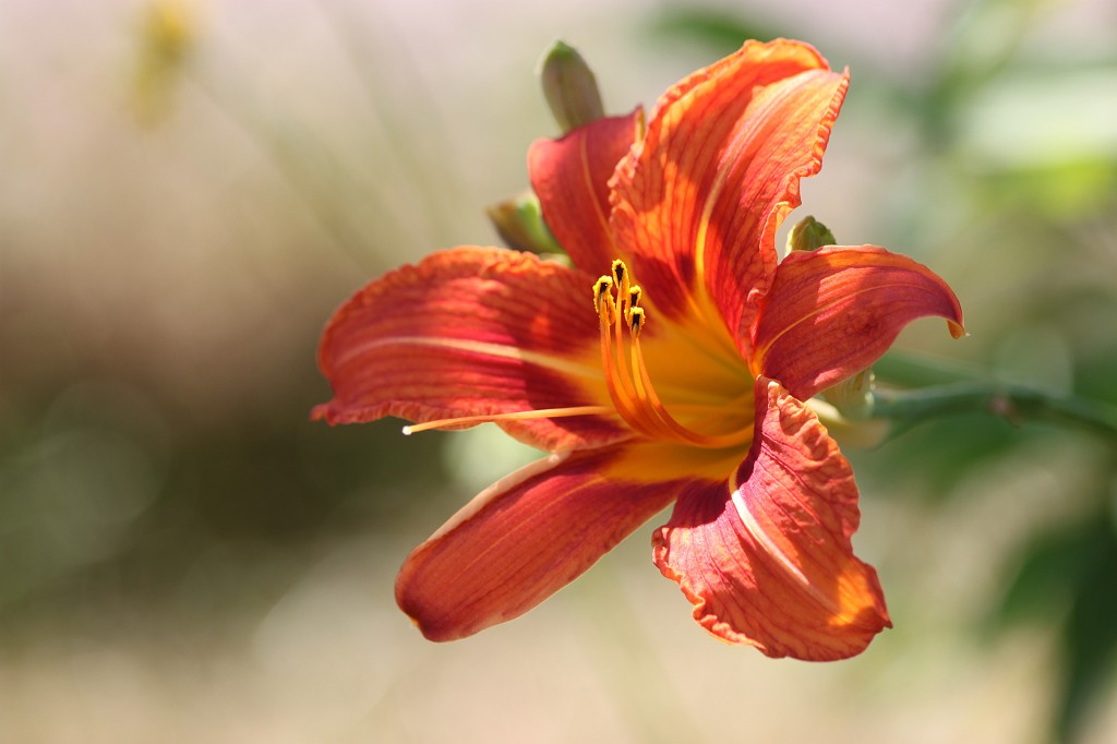 IMG_6387.JPG - Flower