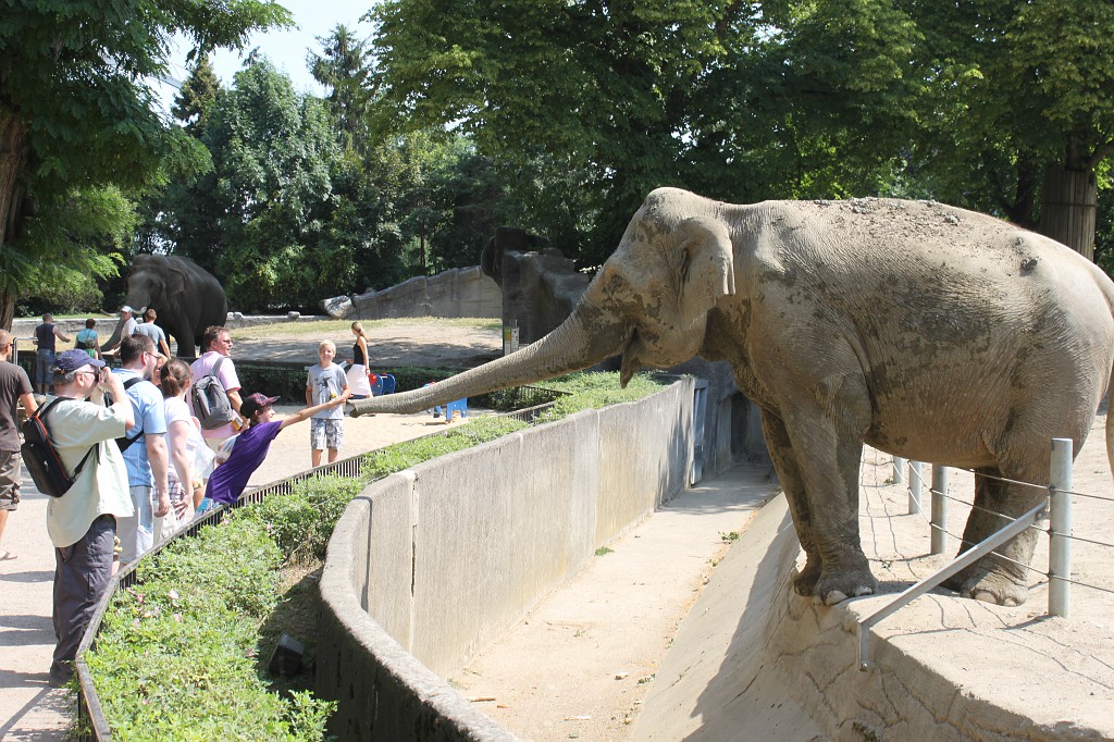 IMG_6478.JPG - Elefant in Tierpark Hagenbeck  http://en.wikipedia.org/wiki/Tierpark_Hagenbeck 