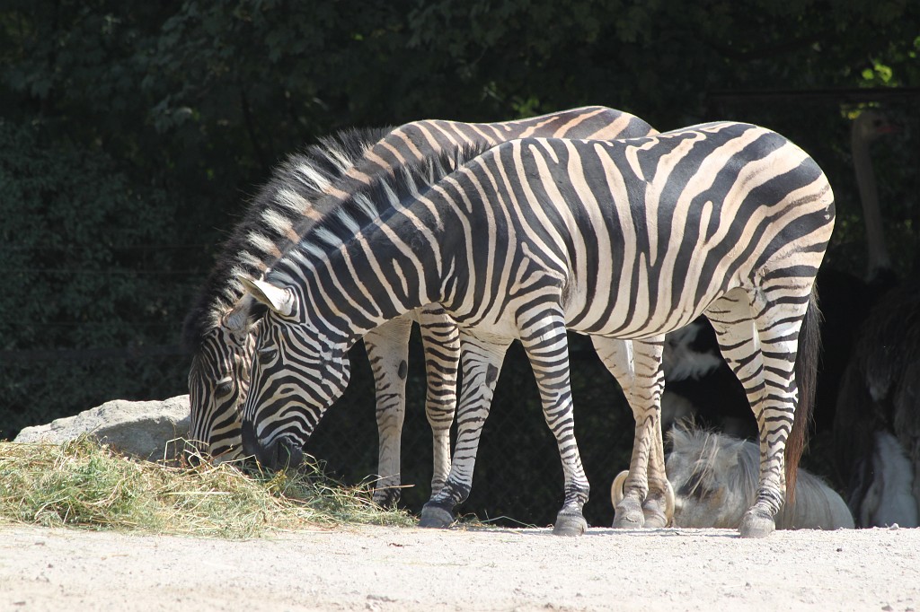 IMG_6502.JPG - Zebra in Tierpark Hagenbeck  http://en.wikipedia.org/wiki/Tierpark_Hagenbeck 