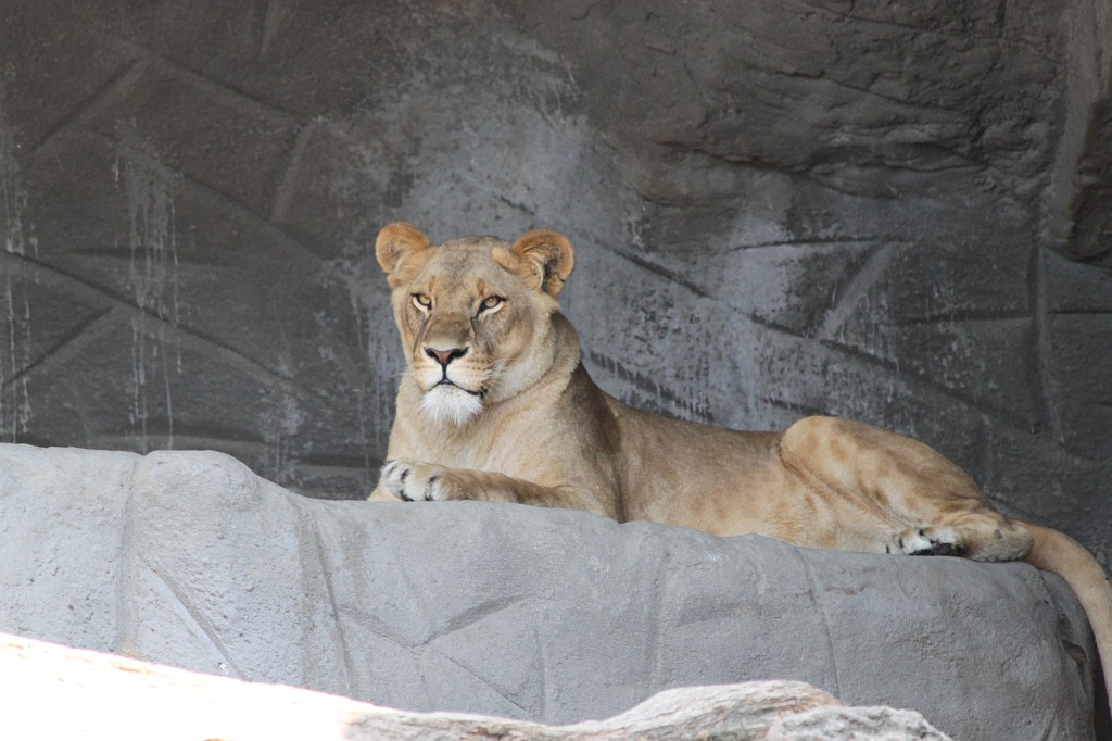 IMG_6510.JPG - Lion in Tierpark Hagenbeck  http://en.wikipedia.org/wiki/Tierpark_Hagenbeck 