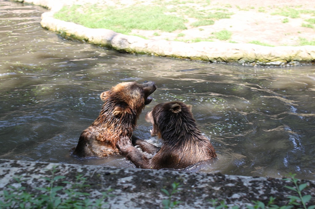 IMG_6529.JPG - Bears in Tierpark Hagenbeck  http://en.wikipedia.org/wiki/Tierpark_Hagenbeck 