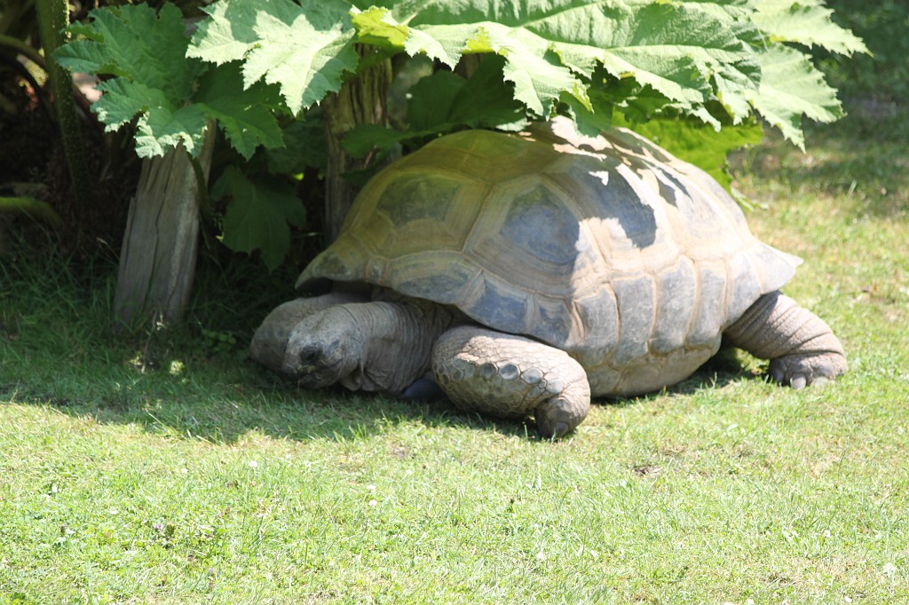 IMG_6551.JPG - Turtle in Tierpark Hagenbeck  http://en.wikipedia.org/wiki/Tierpark_Hagenbeck 
