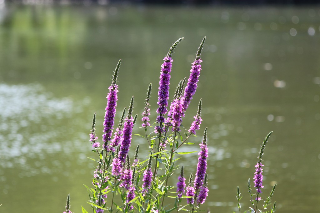 IMG_6553.JPG - Flower and Lake in Tierpark Hagenbeck  http://en.wikipedia.org/wiki/Tierpark_Hagenbeck 