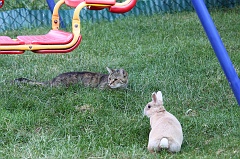 Cat & Bunny