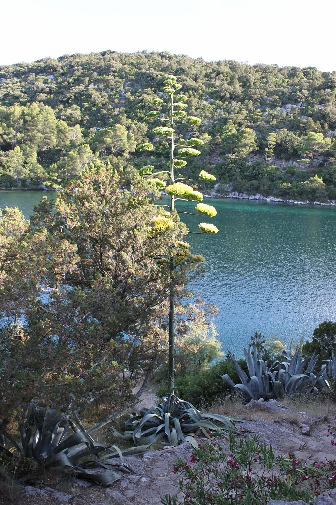 IMG_6674.JPG - Agave americana (century plant) in bloom  http://en.wikipedia.org/wiki/Agave 
