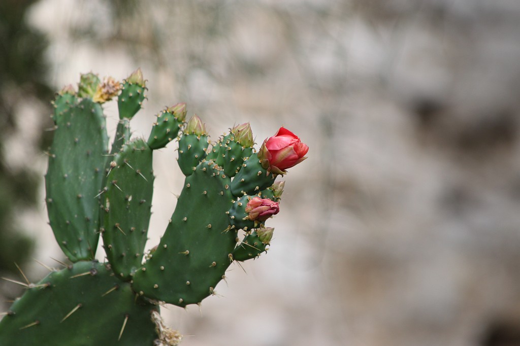 IMG_6754.JPG - Cactus maybe a Opuntia ficus-indica  http://en.wikipedia.org/wiki/Opuntia_ficus-indica 