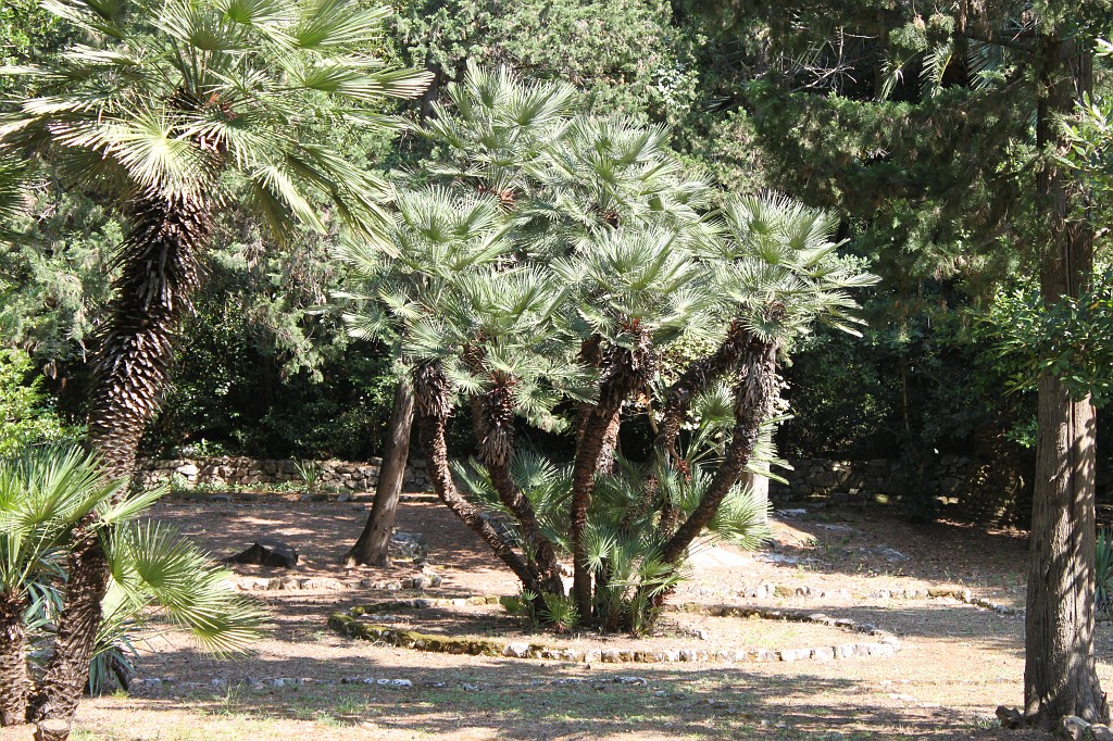 IMG_7458.JPG - Lokrum monastry garden  http://en.wikipedia.org/wiki/Lokrum 