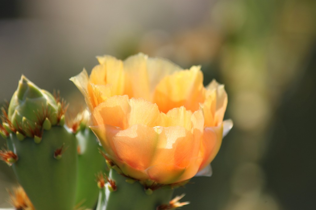 IMG_7464.JPG - Blooming cactus maybe a Opuntia ficus-indica