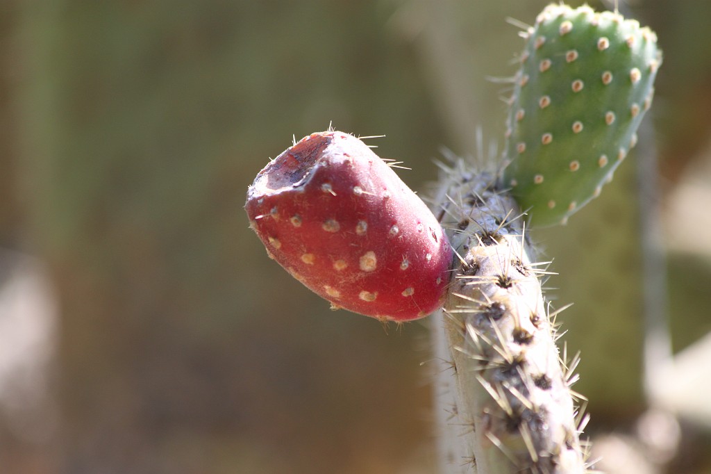 IMG_7465.JPG - Cactus fruit maybe a Opuntia ficus-indica