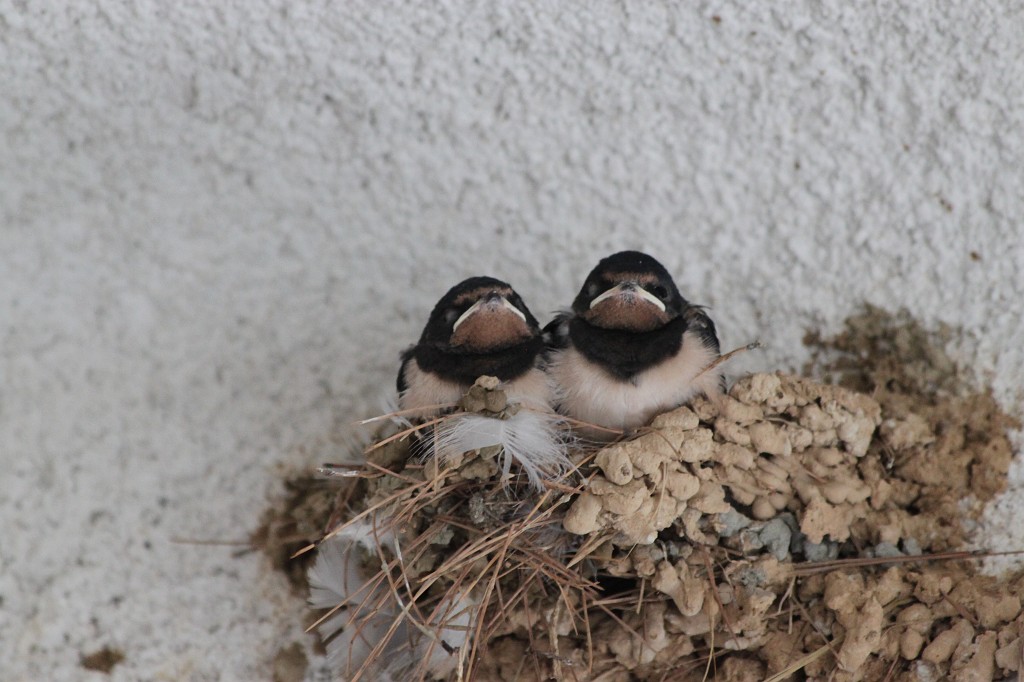 IMG_7654.JPG - Swallow chicks
