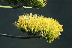 Agave americana (century plant) in bloom