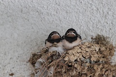 Swallow chicks